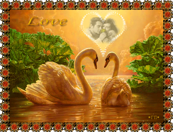 лебеди любовь