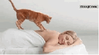 масаж от кота