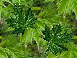 зеленые листочки